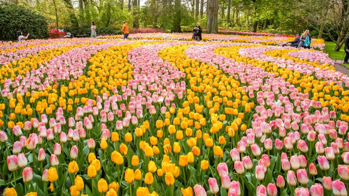 Rondleidingen Keukenhof