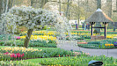 Keukenhof Entree en retourvervoer vanuit Rotterdam en Den Haag
