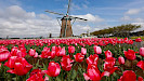 Keukenhof Entree en retourvervoer vanuit Rotterdam en Den Haag