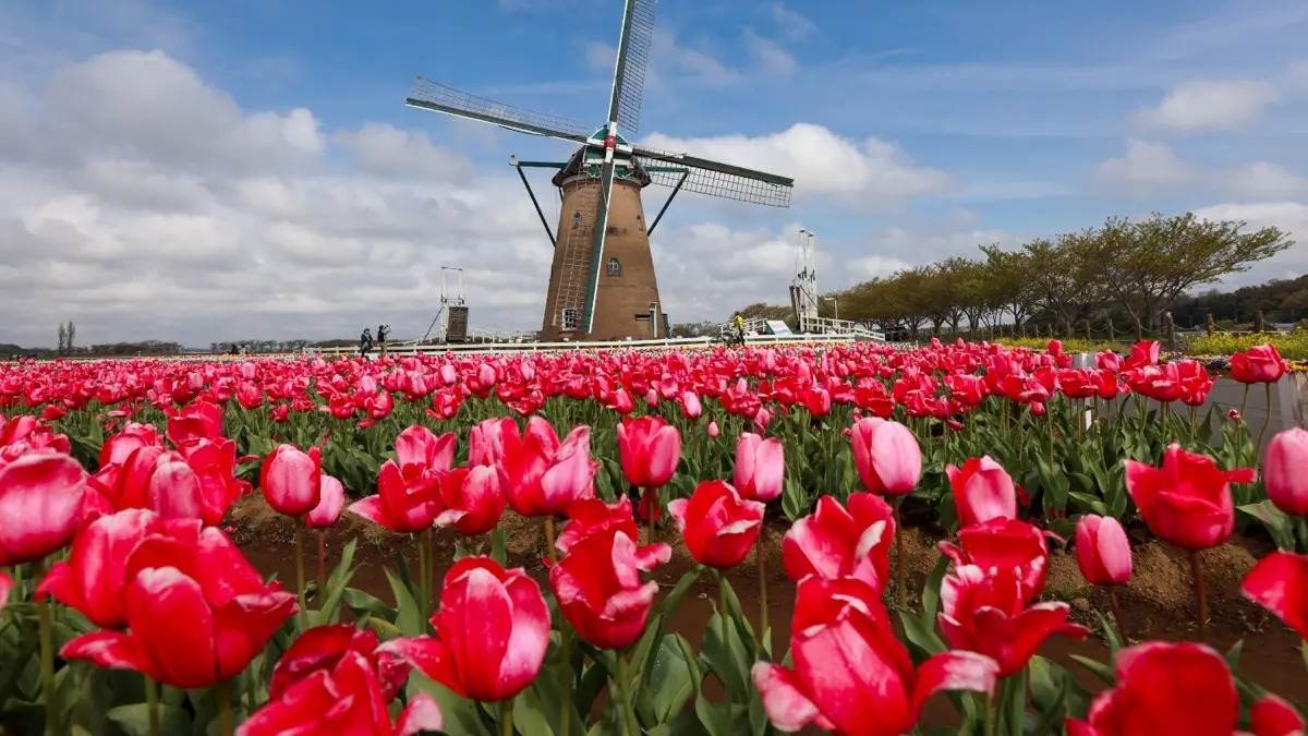 Keukenhof Entree en retourvervoer vanuit Rotterdam en Den Haag